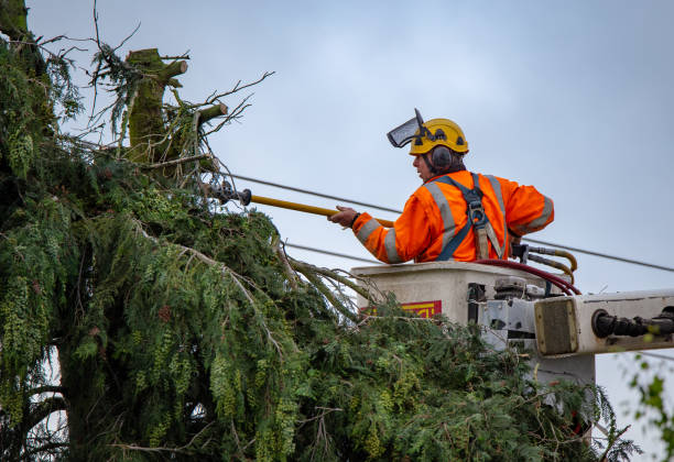 Professional Tree Care in Coal Run Village, KY